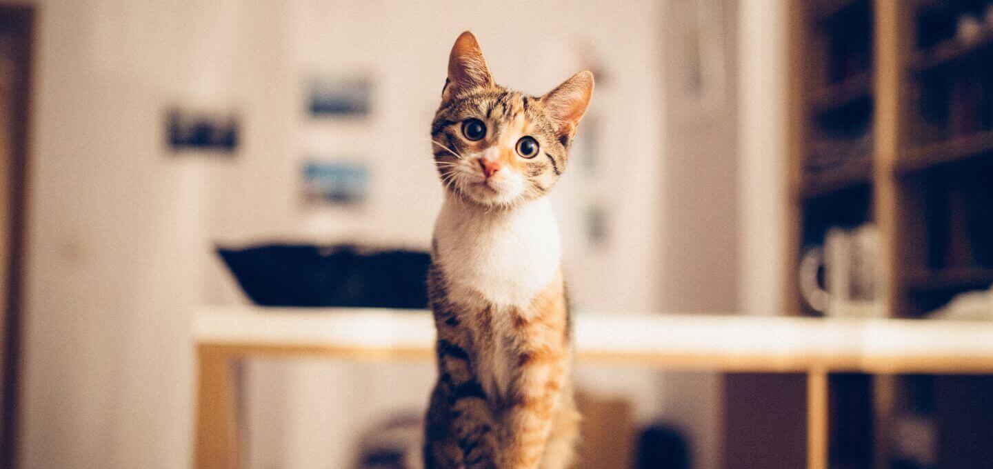 cat veterinarian