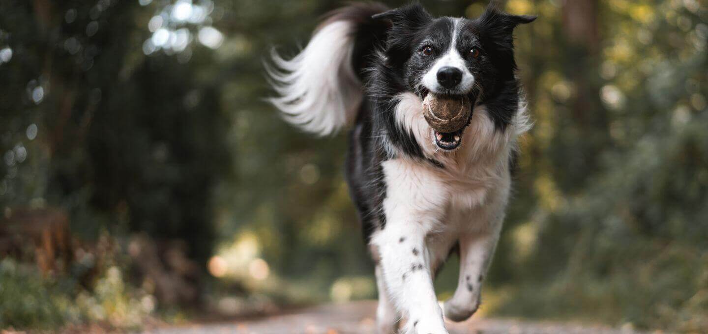 dog with ball