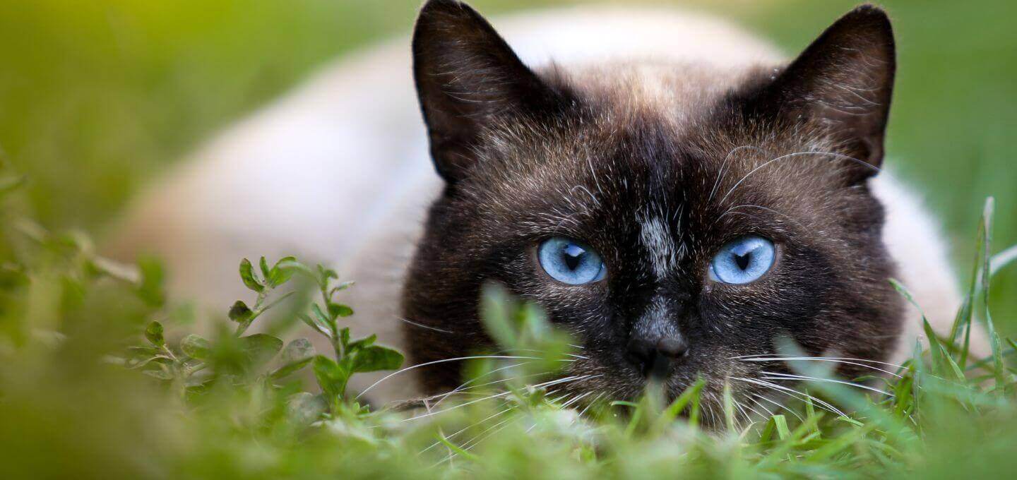 slider-phah-cat.jpg
