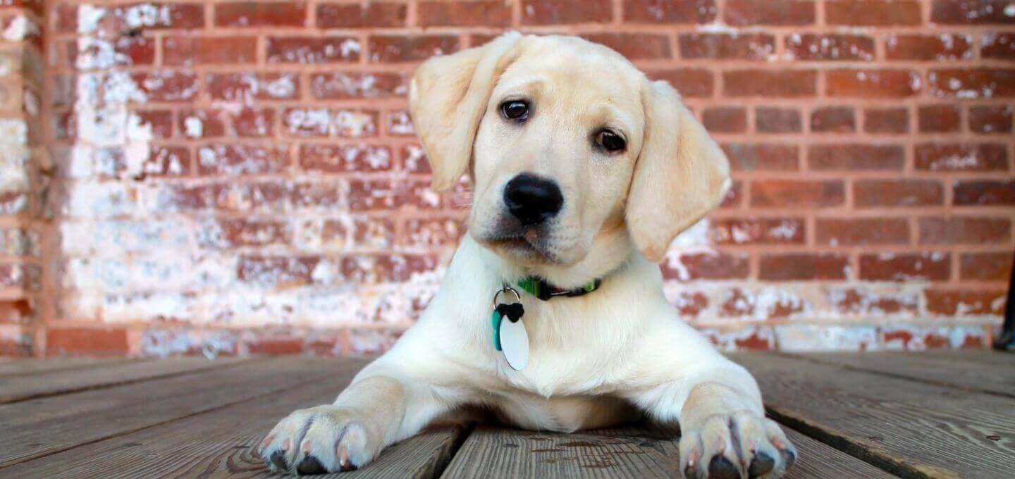 slider-phah-dog.jpg
