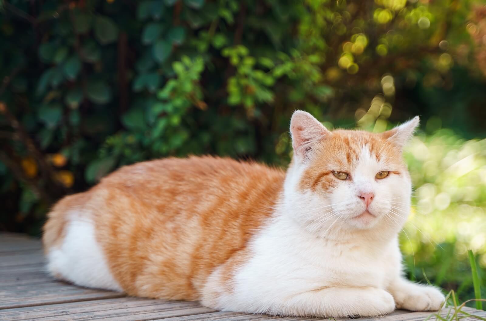 Top Rated Veterinarians in Flowery Branch