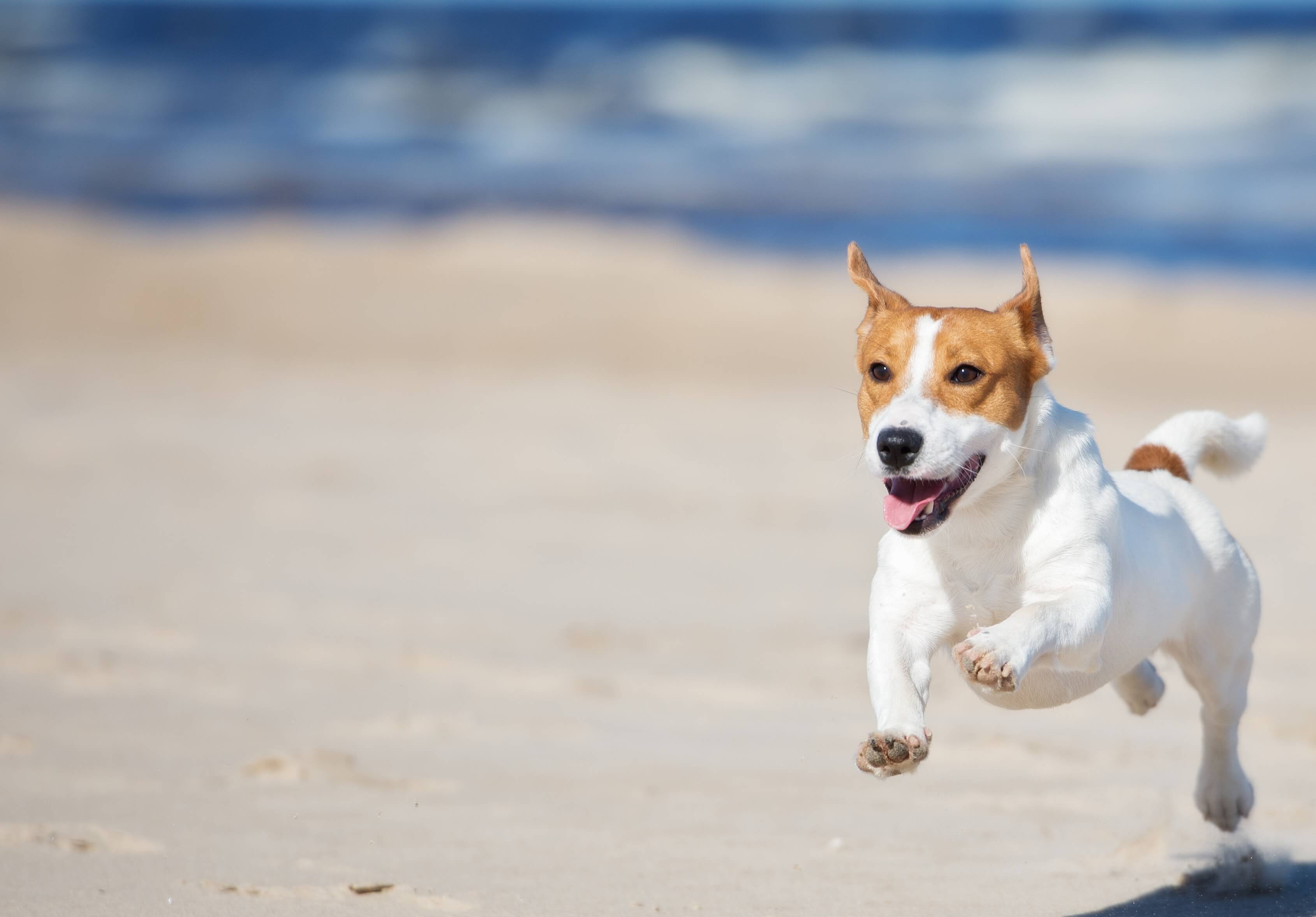 Top Rated Veterinarians in Flowery Branch