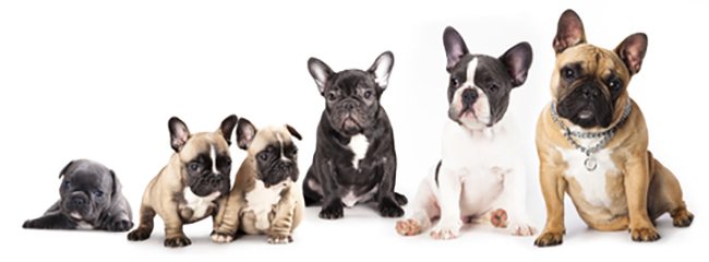 Brachycephalic breeds