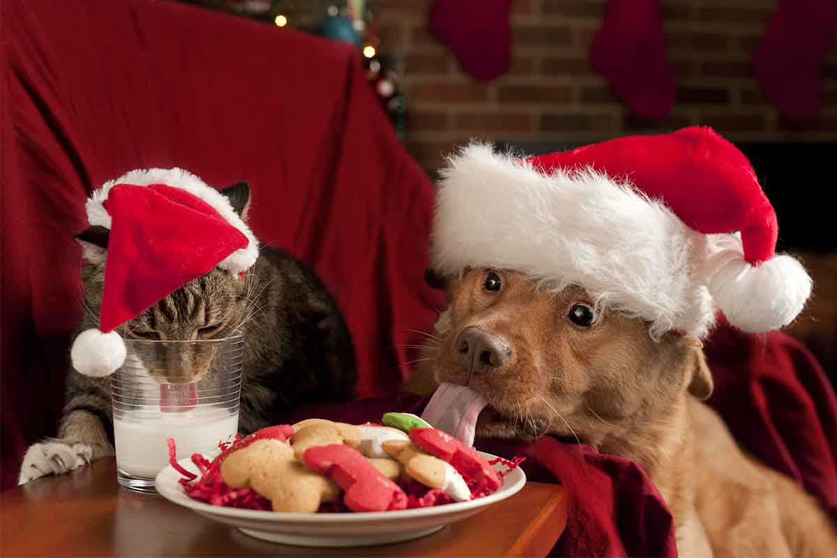 Holiday pets