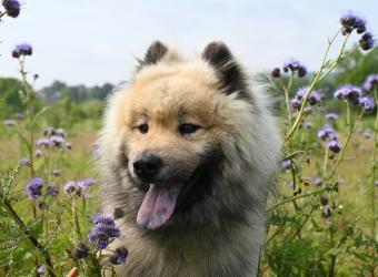 Heartworm Disease in Dogs