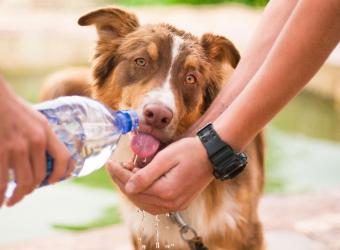 Heatstroke in Dogs and Cats