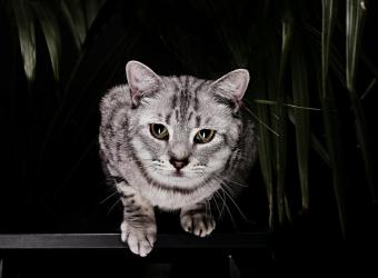 Orina Anormal En Tu Gato