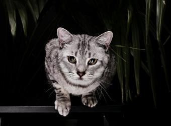 Orina Anormal En Tu Gato