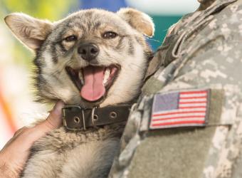 Celebrating K9 Veterans Day