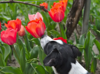 Springtime Safety for Dogs and Cats in Georgia