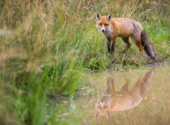 Wildlife Hazards for Dogs and Cats in Georgia: What Pet Owners Need to Know