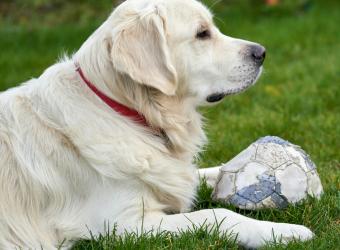 Holiday Hazards: Food Dangers for Dogs and Cats